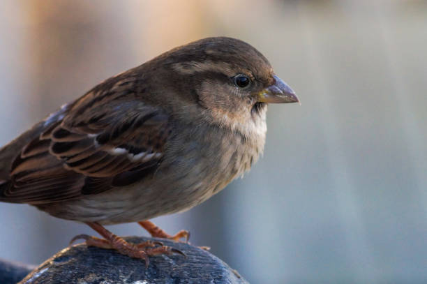 istock Close up of a bird perching on metal object 1453623245