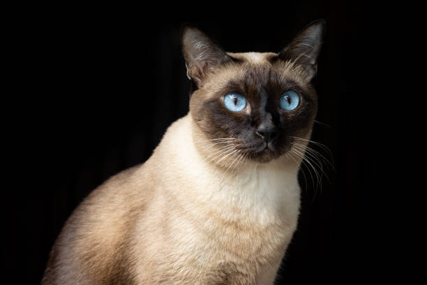istock Siamese cat with blue eyes on black background. Thai cat isolate on black background. Thai diamond cat in studio. 1453623384