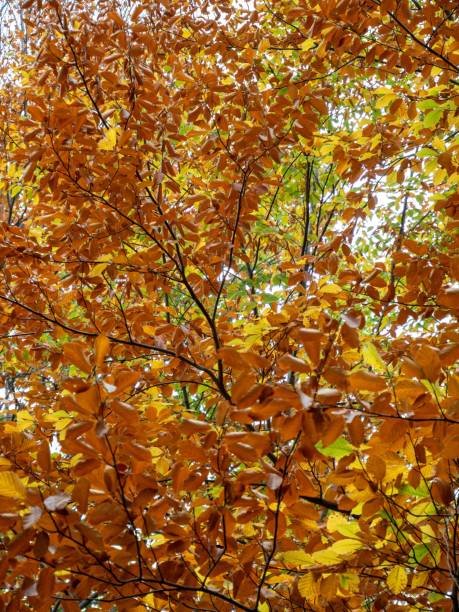 istock Vertical view of tree branches with colorful leaves creates a fall-season background 1453624387