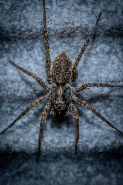 Vertical shot of a wolf spider