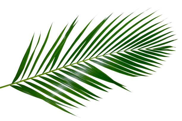 feuilles de cocotier ou frondes de cocotier, plam verte feuilles, feuillage tropical isolé sur fond blanc avec un tracé de détourage - feuille de palmier photos et images de collection