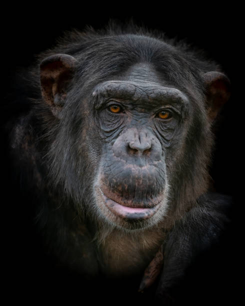 istock Closeup of a Chimpanzee on with black background 1453625849