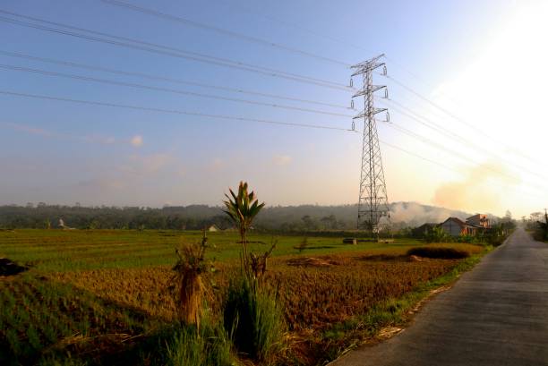 istock A view of rice field on sunrise 1453626707