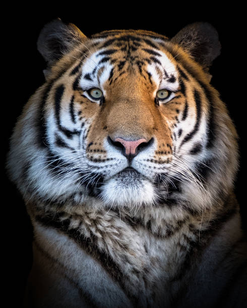 istock Vertical close-up of Siberian tiger 1453627000
