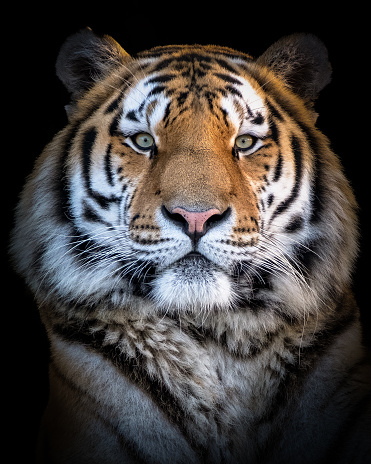 A vertical close-up of Siberian tiger