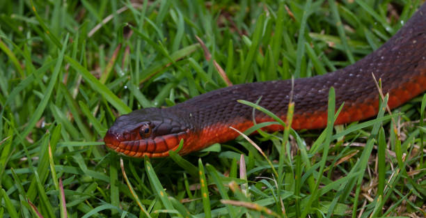 istock Red bellied snake up close 1453627136