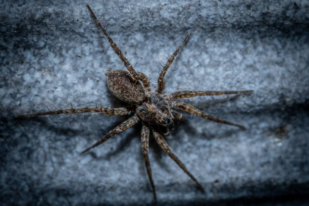 istock Closeup shot of a wolf spider 1453628058