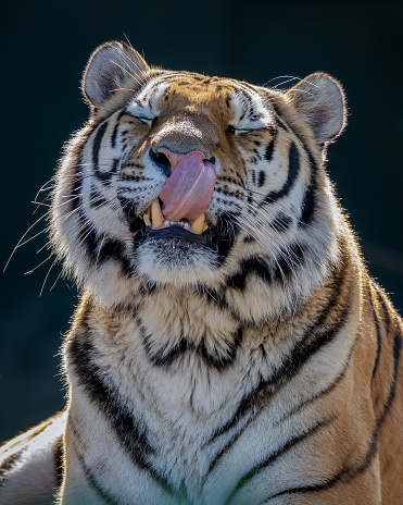A closeup of a Siberian tiger with a blurred background