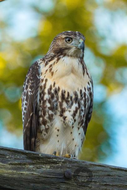 istock Vertical shot of a red-tailed hawk on a wood. 1453630110
