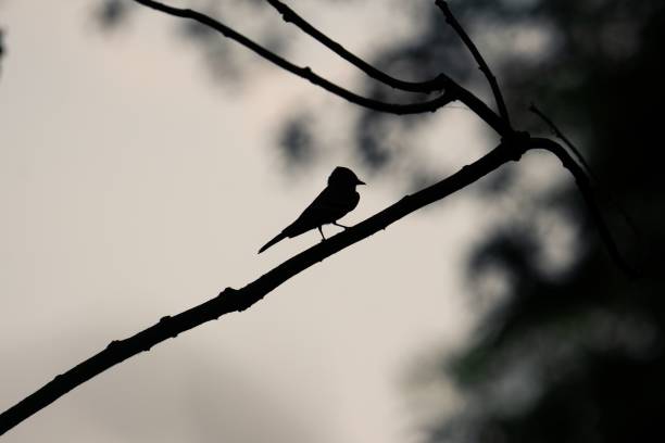 istock Silhouette of a bird perched on a tree branch. 1453630117