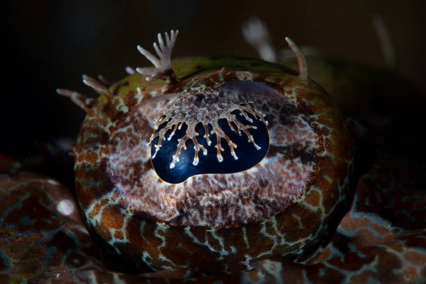 Detail of the eye of a crocodilefish, Cymbacephalus beauforti, in the Solomon Islands. This beautiful country is home to spectacular marine biodiversity and many historic WWII sites.