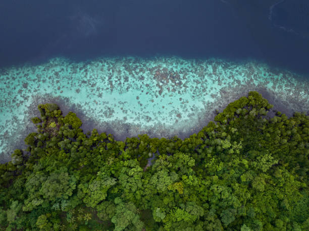 aerial view of reef in the solomon islands - biodiversidade imagens e fotografias de stock