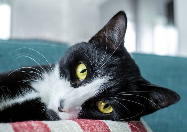 Serious cat on a pillow with red stripes