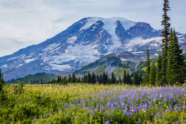 istock Amazing flower valley, Paradise area, Mount Rainier, Washington st 1453631934