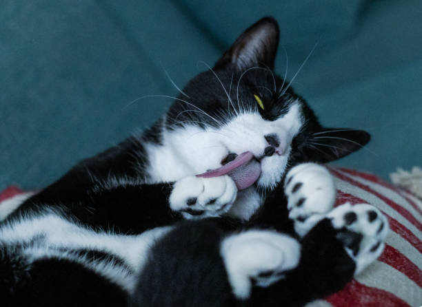 istock cat licks paws on a pillow with red stripes 1453632096