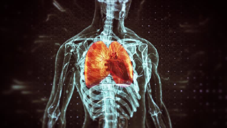 Human Respiratory System Lungs