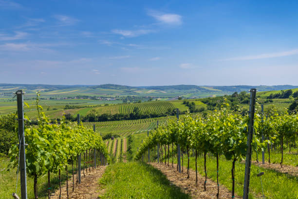 istock Vineyards near Mailberg, Lower Austria, Austria 1453633338