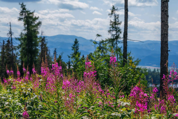 istock Beautiful summer landscape - footpath in High Tatras mountains 1453633343