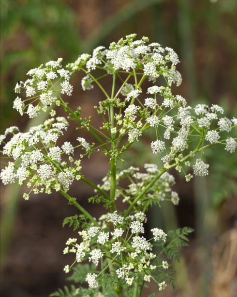 A flower-head of the toxic Poison Hemlock in Chile stock photo