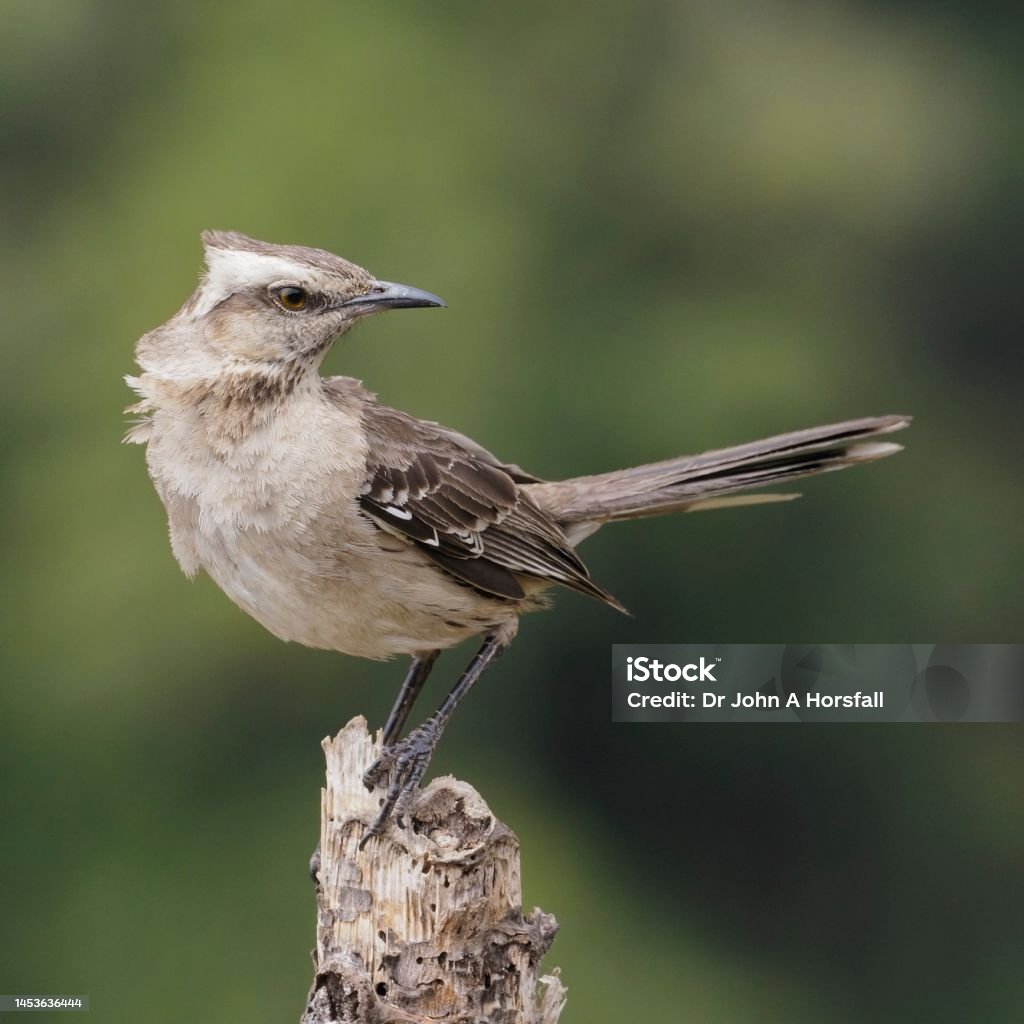A Chilean Mockingbird looks alert on the top of a dead branch A Chilean Mockingbird (Mimus thenca), a species common but endemic to central Chile, looks alert on the top of a dead branch in the Andes foothills Alertness Stock Photo