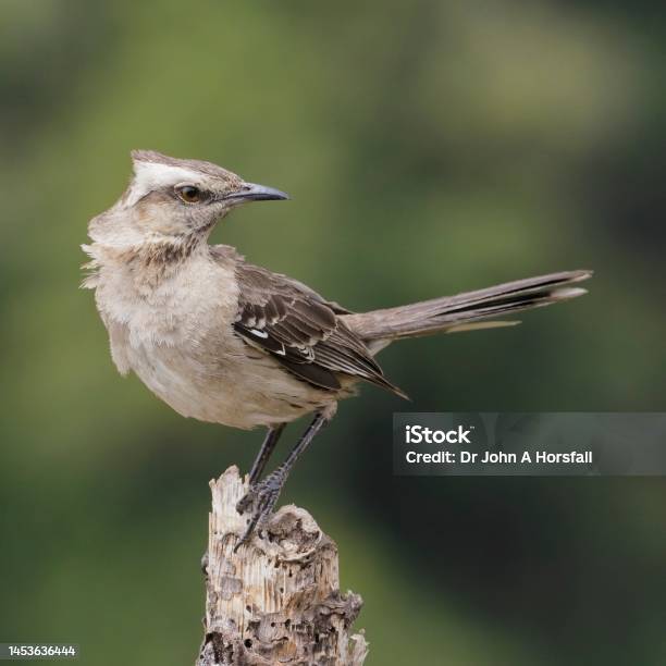 A Chilean Mockingbird Looks Alert On The Top Of A Dead Branch Stock Photo - Download Image Now