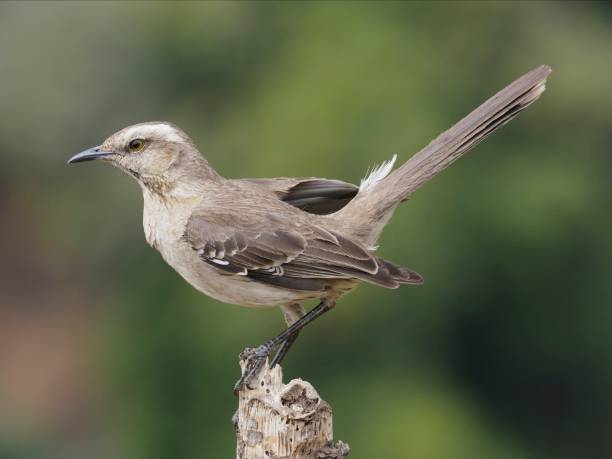 A Chilean Mockingbird looks alert on the top of a dead branch stock photo