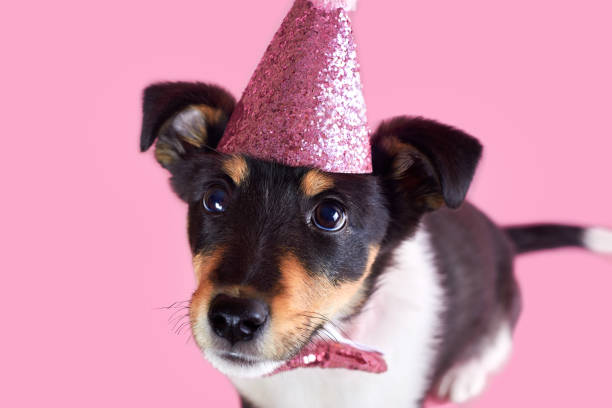 istock Little puppy in a pink hat, birthday theme. 1453636499