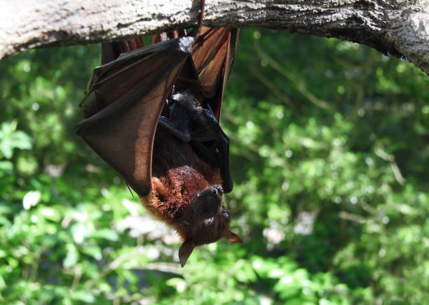 istock Female of flying fox with cub 1453637237
