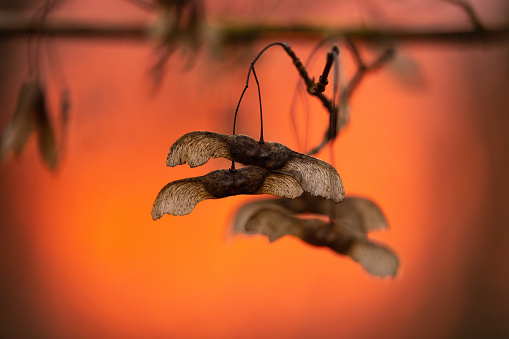 Winged maple seeds, nature‘s helicopters against a red sunset sky.
