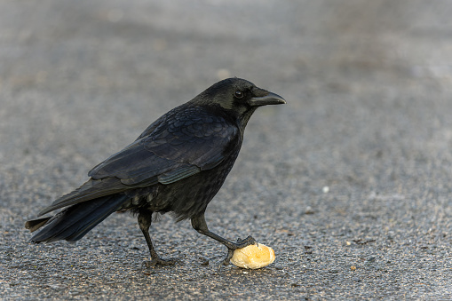 Black carrion crow (Corvus corone) with a bun.