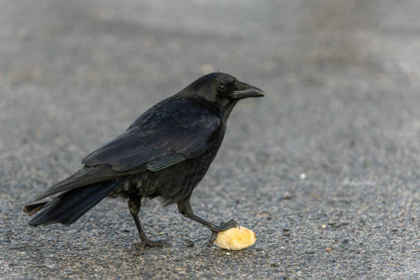 Carrion crow (Corvus corone) Black carrion crow (Corvus corone) with a bun. crow eating carrion stock pictures, royalty-free photos & images