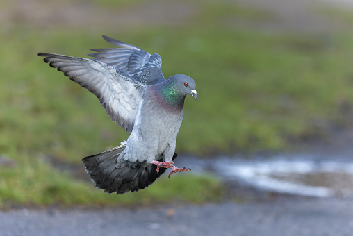 Landing feral pigeon (Columba livia domestica or Columba livia forma urbana).