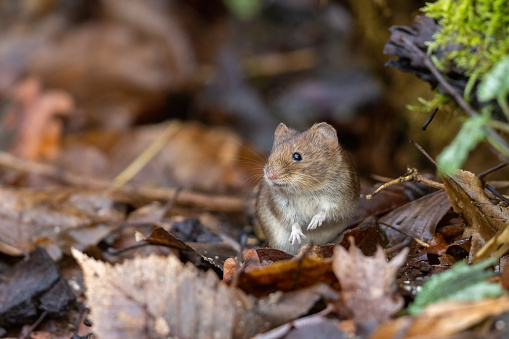 Cute bank vole (Myodes glareolus) sitting on leaves in winter.