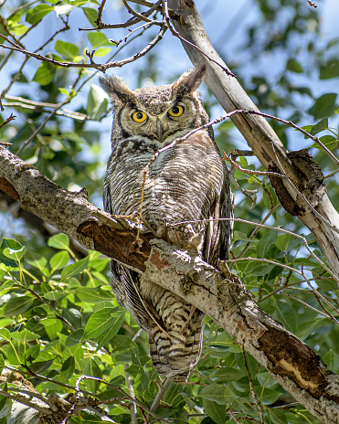 A Great Horned Owl sitting in tree looking at camera
