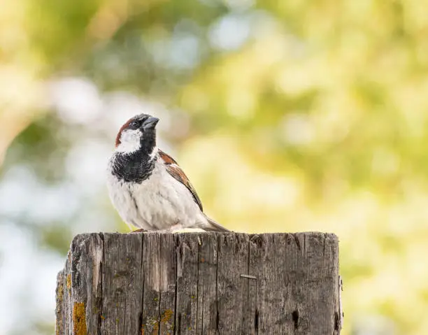 A house sparrow sitting on a wooden post