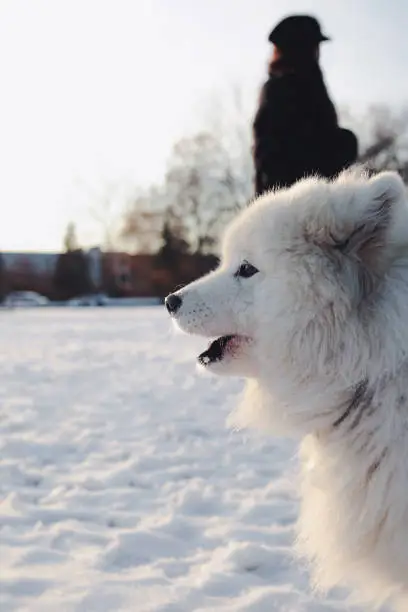 Profile view of cute fluffy white dog in park on a sunny winter day. Arctic dog breed winter scenery. 7 years old female dog. Selective focus.