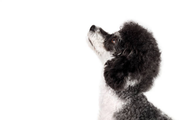 istock Profile view of dog looking up on white background. 1453645141