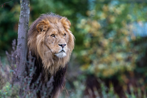 A closeup of an African young lion in a forest