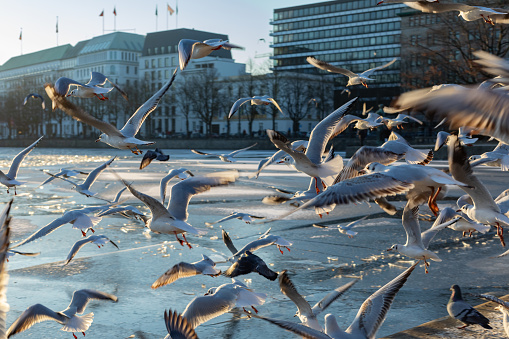 a group of seagulls at the hamburg inner lake