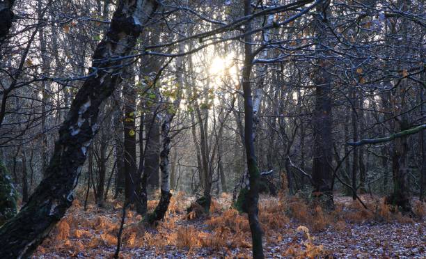 Beautiful view of Sutton park captured during sunrise in Birmingham, UK A beautiful view of Sutton park captured during sunrise in Birmingham, UK sutton park stock pictures, royalty-free photos & images