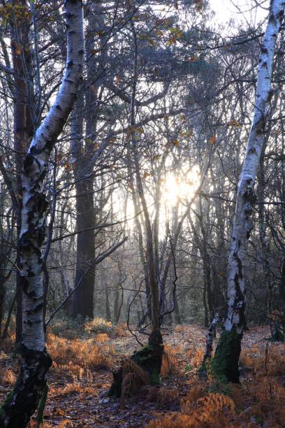 Beautiful view of Sutton park captured during sunrise in Birmingham, UK A beautiful view of Sutton park captured during sunrise in Birmingham, UK sutton park stock pictures, royalty-free photos & images