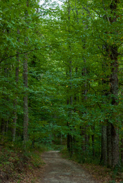 istock Path between tall green chestnut trees in vertical Extremadura 1453645710