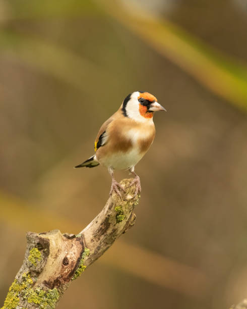 istock Cute colorful Goldfinch bird standing on a cut tree with blurred background 1453646478
