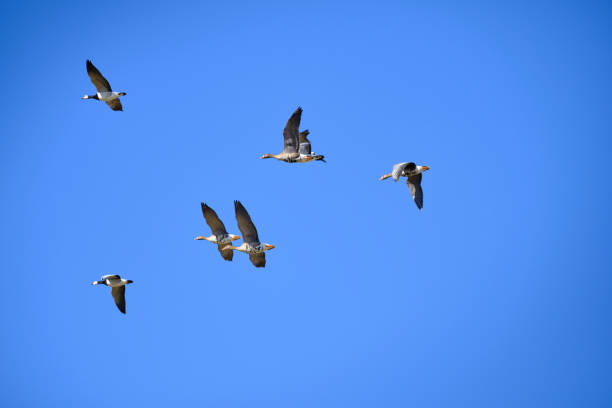 istock Flock of white-fronted geese in flight 1453646531