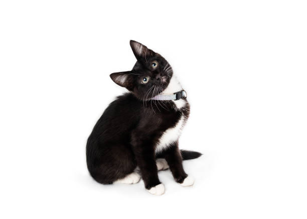 Curios kitty sitting with tilted head while looking up. Side view of cute black and white kitten with interested body language. 8 week old tuxedo cat wearing a collar. Selective focus. Isolated. tuxedo cat stock pictures, royalty-free photos & images