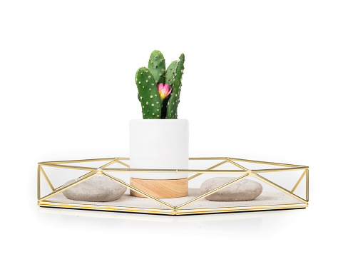 Green cactus with pink flower. Inspirational center piece on table of shelf. Selective focus. White background.