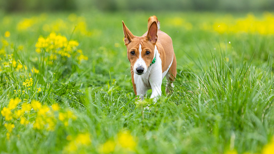 Red basenji puppy walks across the field through green grass and yellow flowers
