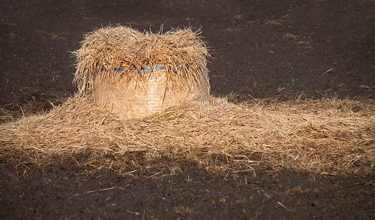 Close-up of a bale of hay that is baled into a round shape. The hay bale was partially opened and the hay scattered on the ground.