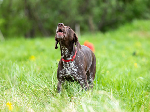 istock Hunting dog German Smooth-haired Pointer barks, standing on a green lawn 1453649426