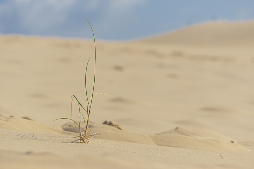 Detail of a blade of grass on sand dune, Dune du Pilat, Arcachon, Nouvelle-Aquitaine, France